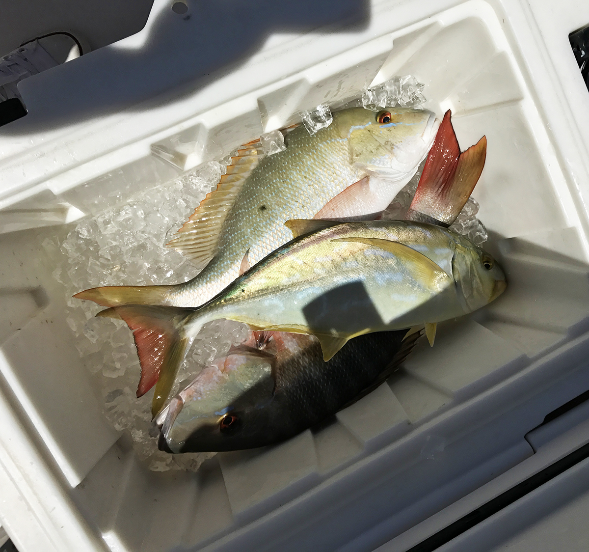 fishing snapper miami